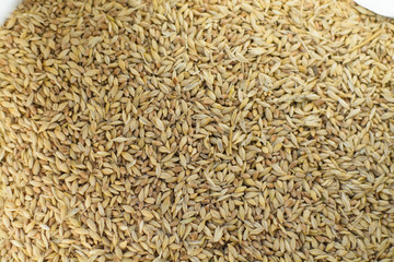 Barley, wheat