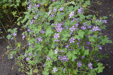 Closeup Malva sylvestris known as high mallow with blurred background in meadow