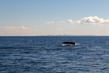 Obraz premium whale tail about to dive into the depths of the ocean after playing with tourists in a whale watching boat