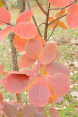 Autumn trees, beautifull nature.