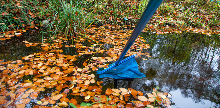 Herbstlaub Laub aus dem  Teich kechern mit gro&szlig;em Kecher