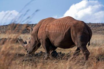 Fototapeta premium A lone White Rhino (Ceratotherium simum)