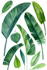 set of palm green leaves, tropical plants on an isolated white background, watercolor illustration, hand drawing