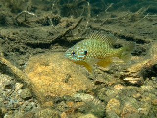 Pumpkinseed sunfish swimming wild in a lake in north Quebec, Canada.