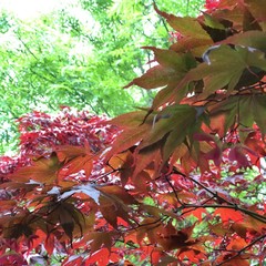 Herbst: bunte Ahornblätter im Sonnenlicht - rot und grün