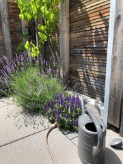 Moderne Gartengestaltung mit Gräsern, Stauden und Weinreben