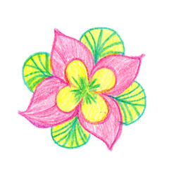 Botanical sketch. Simple illustration. Hand drawn with colored pencils. Pink and yellow flower with green leaves. Isolated on white background. For postcards, wrapping paper, wallpaper and textile