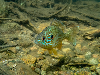 Pumpkinseed sunfish swimming wild in a lake in north Quebec, Canada.