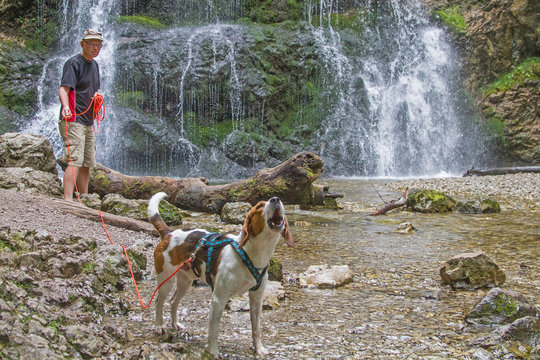 Beagle am Wasserfall