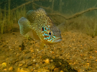 Obraz premium Pumpkinseed sunfish swimming wild in a lake in north Quebec, Canada.