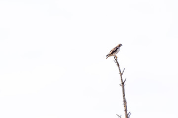 Red-tailed Hawk (Buteo jamaicensis) on dead tree against white cloudy background.