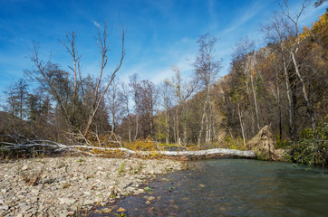 Autumn forest. Pebble beach and mountain river.