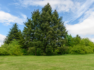 Green tree in the field