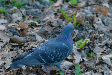 Pigeon perched on the ground in the garden