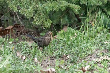 Bird perched on the grass in forest