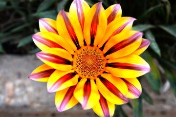 A beautiful natural nice colorful flower.