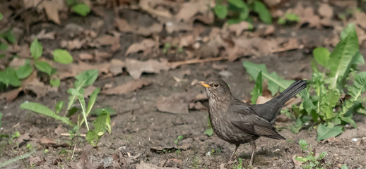 Blackbird perched on ground in the forest