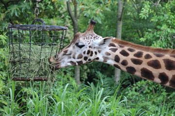 Giraffe frisst im Tierpark