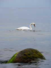 Schwan in der Ostsee