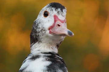 Muscovy duck