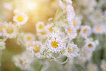 First garden frost, frozen leaves and flowers,  closeup.