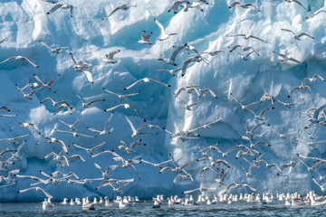 Large flock of Black-legged Kittiwakes in flight in front of a glacier