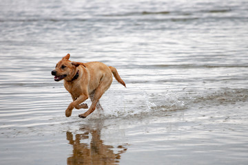 Hund im Wasser