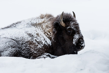 American Bison (Bison bison)  aka buffalo laying down in the snow in Yellowstone National Park