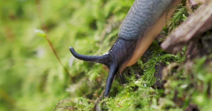 Macro footage with slug. Land slug, shell-less terrestrial gastropod mollusc in autumn forest.