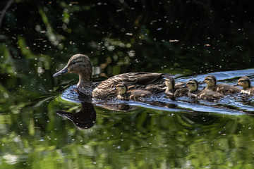 Female Mallard Duck Swimming on a River with Five of it's Young Ducklings Following Behind.