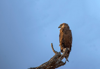 A Tawny Eagle (Aquila rapax)