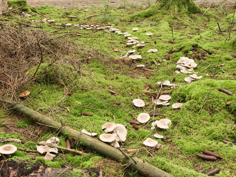 Pilze - Hexenring