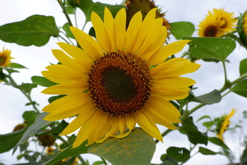 Helianthus annuus, the common sunflower, is a large annual forb of the genus Helianthus grown as a crop for its edible oil and edible fruits. This sunflower species is also used as wild bird food.