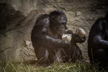 Fototapeta na wymiar Schimpansen