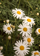 Obraz premium A beautiful natural nice colorful flower.