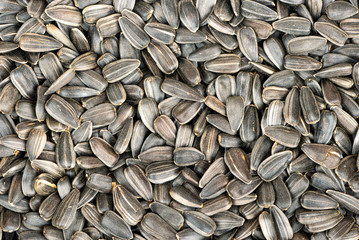 Sunflower seeds in shell