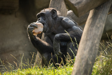 Schimpansen