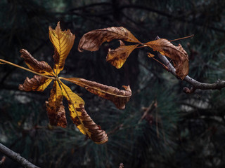 withered yellow leaves of a chestnut on a blurred pine background. autumn foliage in the forest