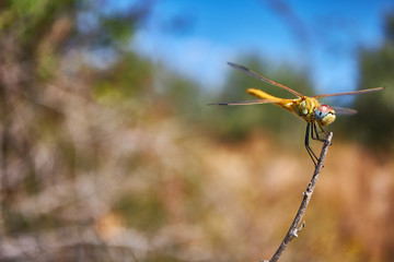 dragonfly on a leaf