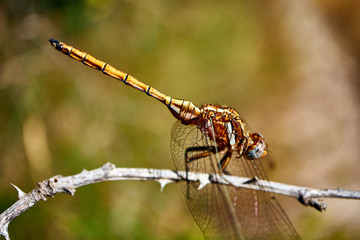 dragonfly on a branch