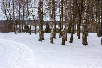 Winter landscape. Snow-covered birches, a track of tracks in the snow, a wintery bluish-gray sky through the trunks of birches.