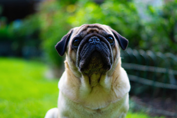 Obraz premium Trauriger beider Mops Hund Glänzendes Fell im Garten