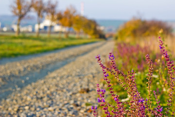 Gravel Path in Autumn with Violet Flowers - 301448803