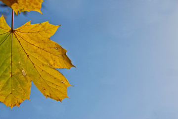 Half Leaf on Blue Sky Background - 301448844
