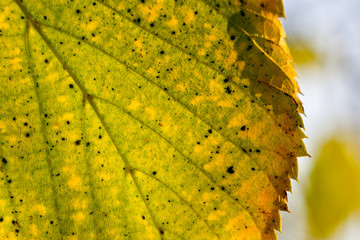 Yellow-Green Leaf Detail - 301448854