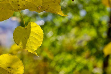 Yellow Leaf on Green Background - 301448860