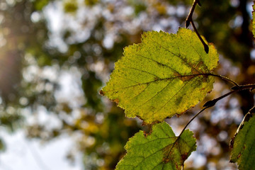 Green Leaf in Autumn with Blurred Background - 301448874