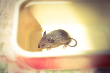 A rat is sitting in an open plastic container from the cheese.