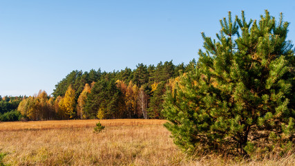 Piękna polska złota jesień, Dolina Górnej Narwi, Podlasie, Polska © podlaski49