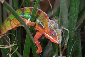 Chamäleon